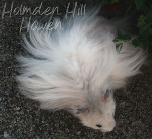 Silver Fox- Silver Pearl Umbrous Banded Longhaired